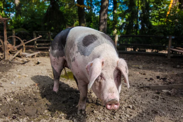 Big pig — Stock Photo, Image