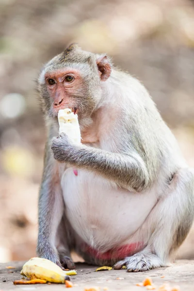 Mono comiendo plátano —  Fotos de Stock