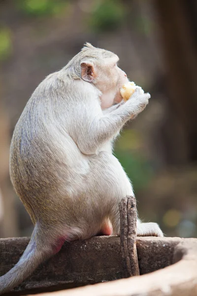 Opice jíst banán — Stock fotografie