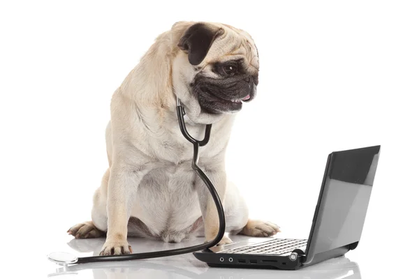 Mops mit Stethoskop und Laptop. — Stockfoto