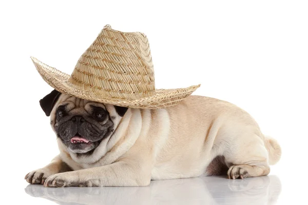 Pug Dog geïsoleerd op een witte achtergrond — Stockfoto