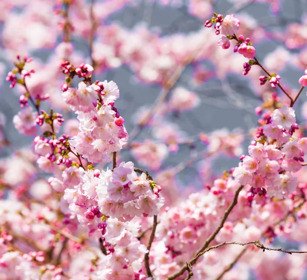 Flor de cerejeira, flores de sakura — Fotografia de Stock