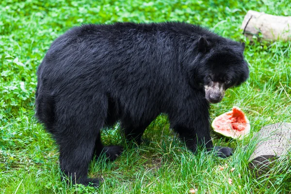 Schwarzbär — Stockfoto