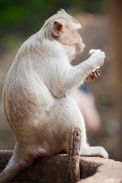 Jedzenie bananów małpa — Zdjęcie stockowe