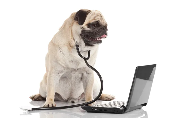 Cão Pug com estetoscópio e laptop . — Fotografia de Stock