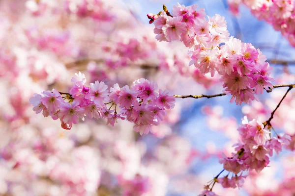 Kiraz çiçeği, sakura çiçekler — Stok fotoğraf