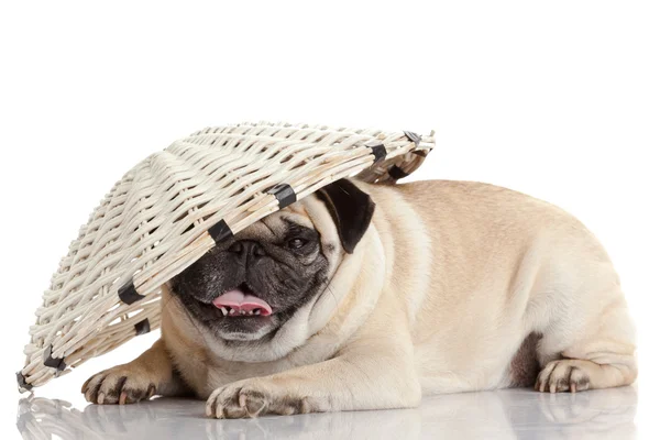 Pug dog isolated on a white background — Stock Photo, Image