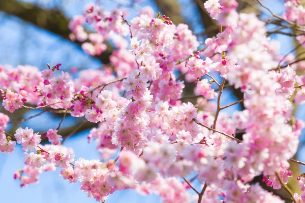 Cseresznyevirág, Sakura virágokat — Stock Fotó