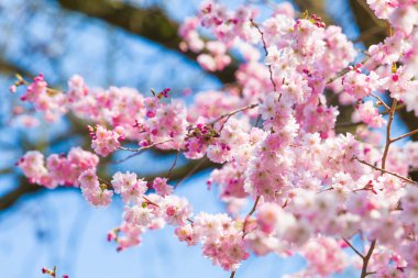 kiraz çiçeği, sakura çiçekler