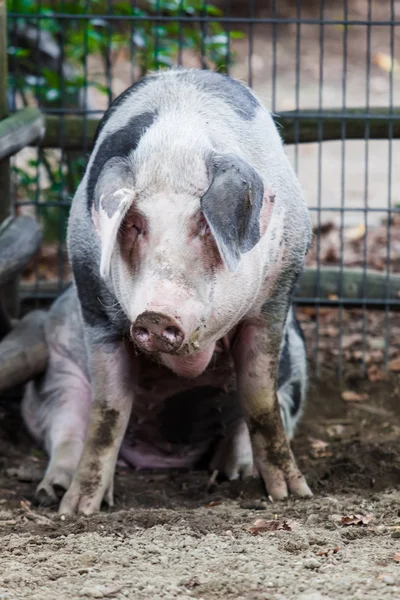 Big pig — Stock Photo, Image
