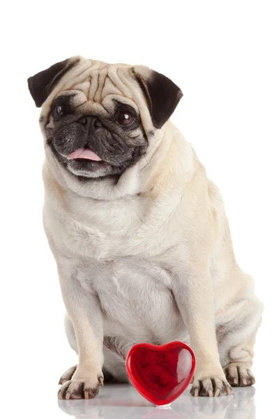 Pug dog — Stock Photo, Image