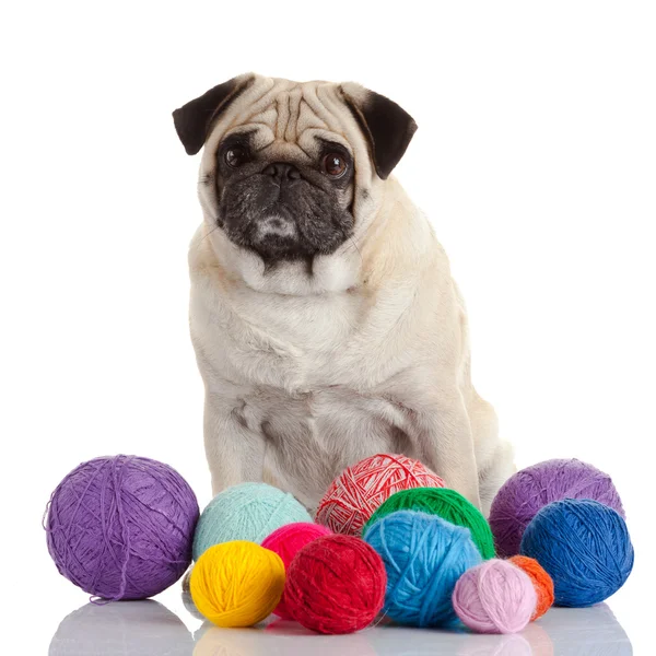 Пугові собаки і кульки з пряжі — стокове фото