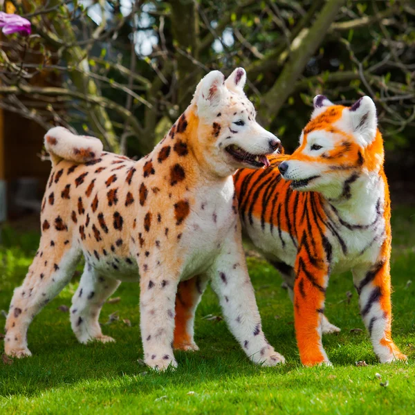 Samojeed hond vernieuwd op leopard en tiger. geprepareerde hond. huisdier g — Stockfoto