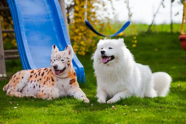 Samoyed cão repintado em leopardo e tigre. Cão preparado. animal de estimação — Fotografia de Stock