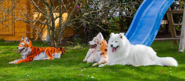 Perro samoyed repintado en leopardo y tigre. Perro arreglado. mascota g —  Fotos de Stock