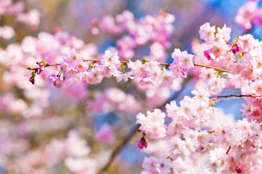 Sakura çiçekleri açıyor. Güzel pembe kiraz çiçeği 