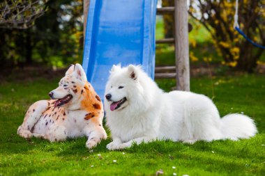 Samoyed köpek, leopar ve kaplan boyanmış. bakımlı bir köpek. evde beslenen hayvan g
