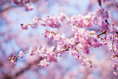 Güzel kiraz çiçeği, pembe sakura çiçek 