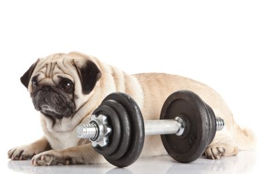 Pug köpek