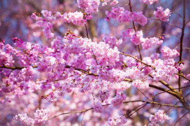 Güzel kiraz çiçeği, pembe sakura çiçek 