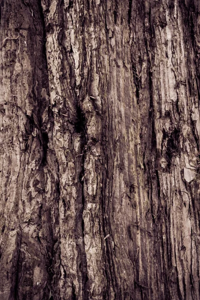 Textur aus Holz. Rinde der Baumstruktur — Stockfoto