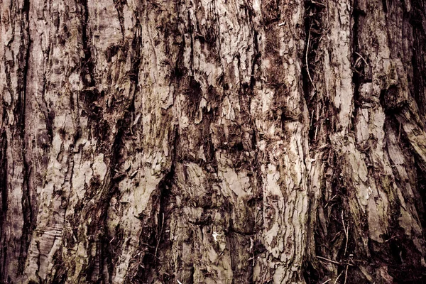 Textura de Madeira. casca de textura de árvore — Fotografia de Stock
