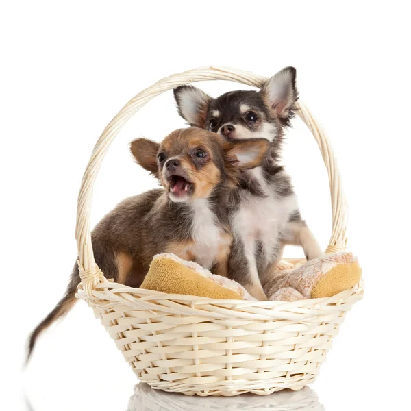 Lovely adorable chihuahua puppies — Stock Photo, Image