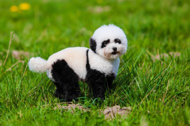 köpek panda boyanmış. bakımlı bir köpek. evde beslenen hayvan damat. 