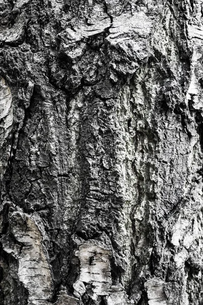 Textura da casca de bétula — Fotografia de Stock