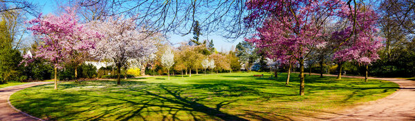 Panoramic view of a park 