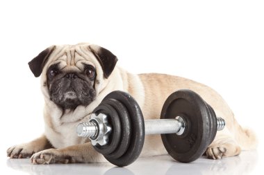 Pug köpek
