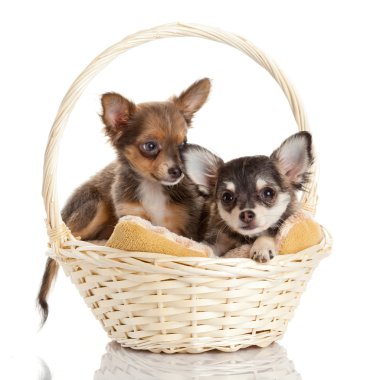 çok güzel çok güzel chihuahua yavrusu