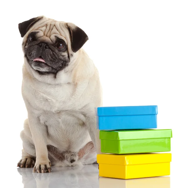 Pug Dog aislado sobre un fondo blanco — Foto de Stock