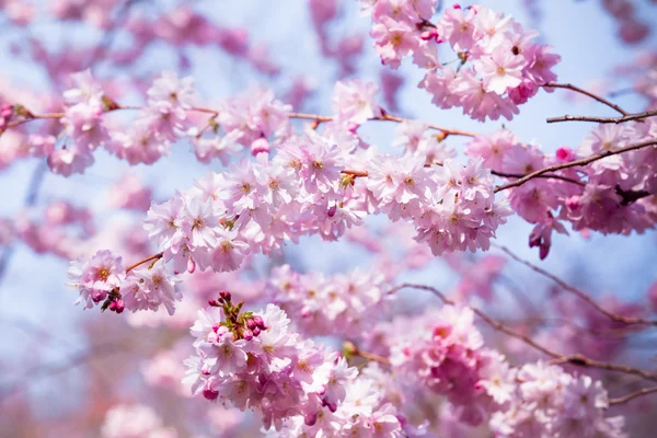 Hermosa flor de cerezo, flor de sakura rosa — Foto de Stock