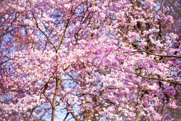 Gyönyörű cseresznye virág, rózsaszín sakura virág — Stock Fotó