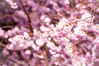 Güzel kiraz çiçeği, pembe sakura çiçek 