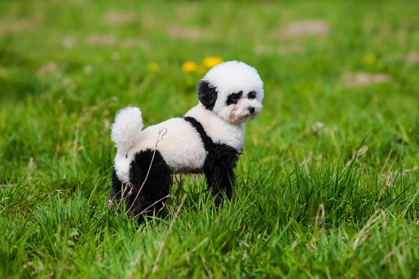 Perro repintado en panda. Perro arreglado. aseo de mascotas . —  Fotos de Stock