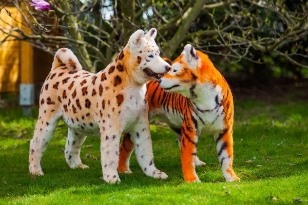 Samoyed  dog repainted on leopard and tiger.  groomed dog. pet g — Stockfoto