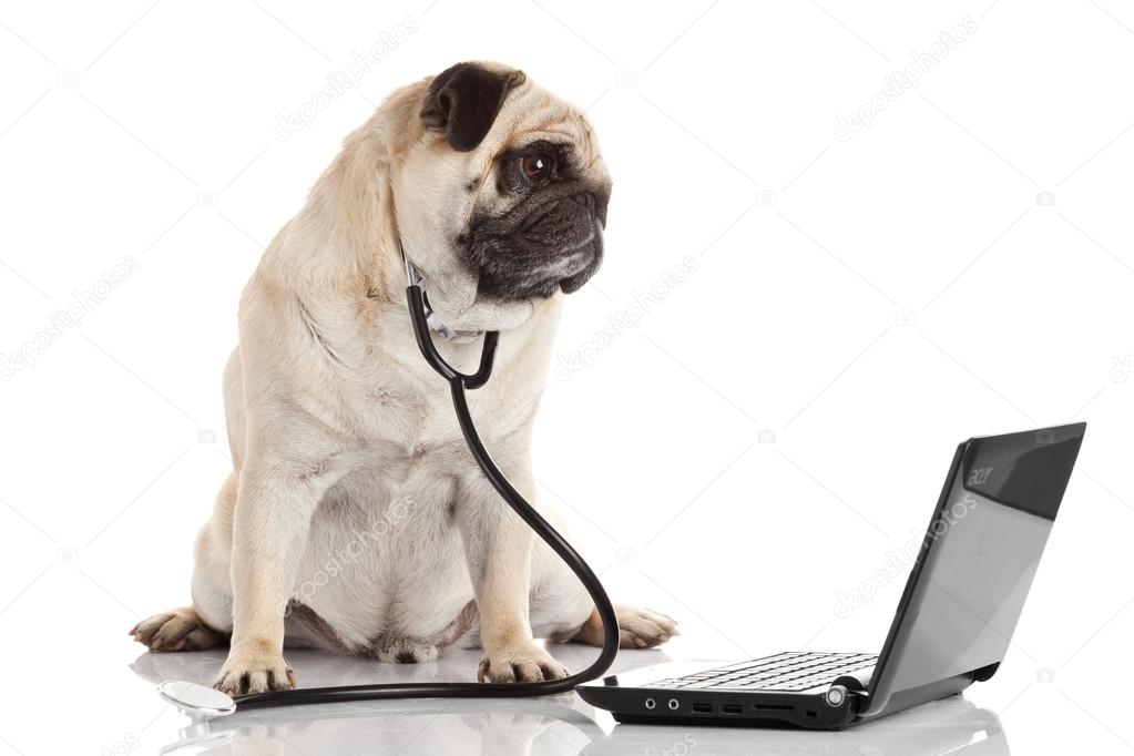 Pug dog with stethoscope and laptop.