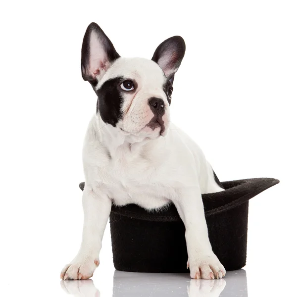 French bulldog — Stock Photo, Image