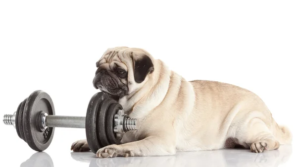 Pug Dog — Stock Photo, Image