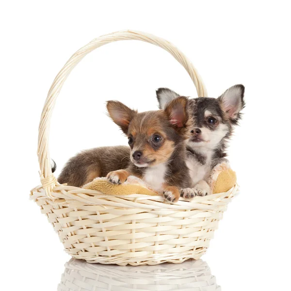 Bellissimi adorabili cuccioli di chihuahua — Foto Stock