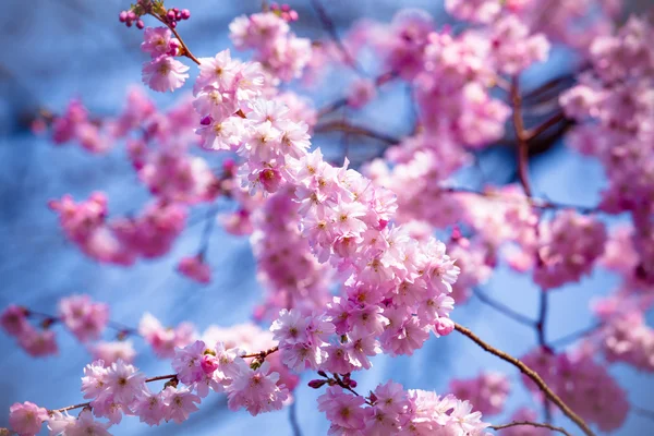 Gyönyörű cseresznye virág, rózsaszín sakura virág — Stock Fotó