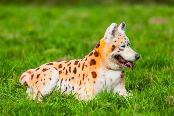Samoyed köpek leopard üzerinde yeniden boyanması. bakımlı bir köpek. evde beslenen hayvan damat. — Stok fotoğraf