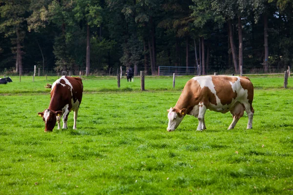 Koeien op de weide — Stockfoto