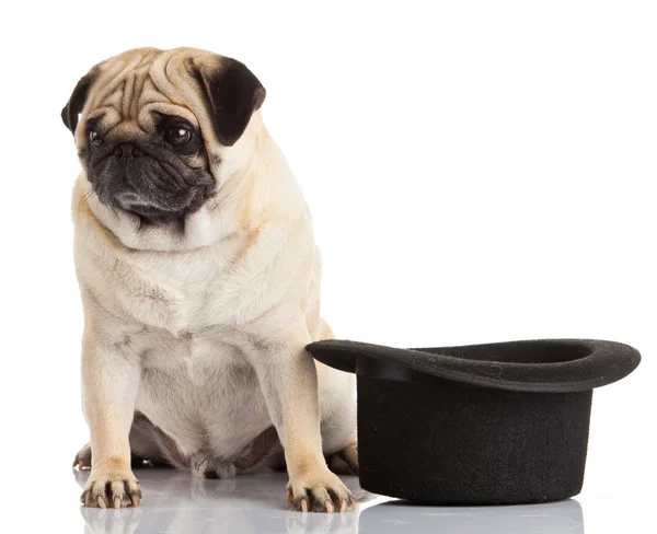 Pug Dog — Stockfoto