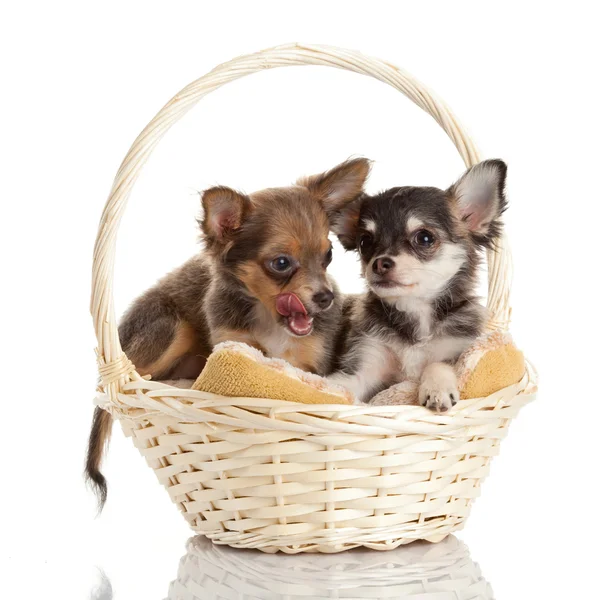 Lovely adorable chihuahua puppies — Stock Photo, Image