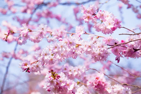 Hermosa flor de cerezo, flor de sakura rosa — Foto de Stock