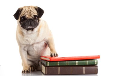 Pug Dog beyaz arkaplanda izole edildi 