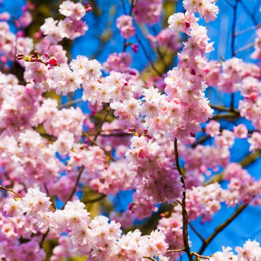 Sakura çiçekleri açıyor. Güzel pembe kiraz çiçeği 